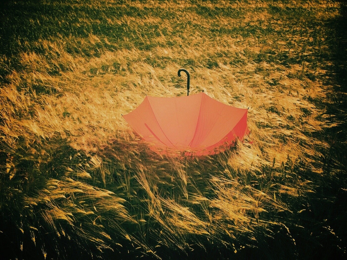 Зонт на траве обои