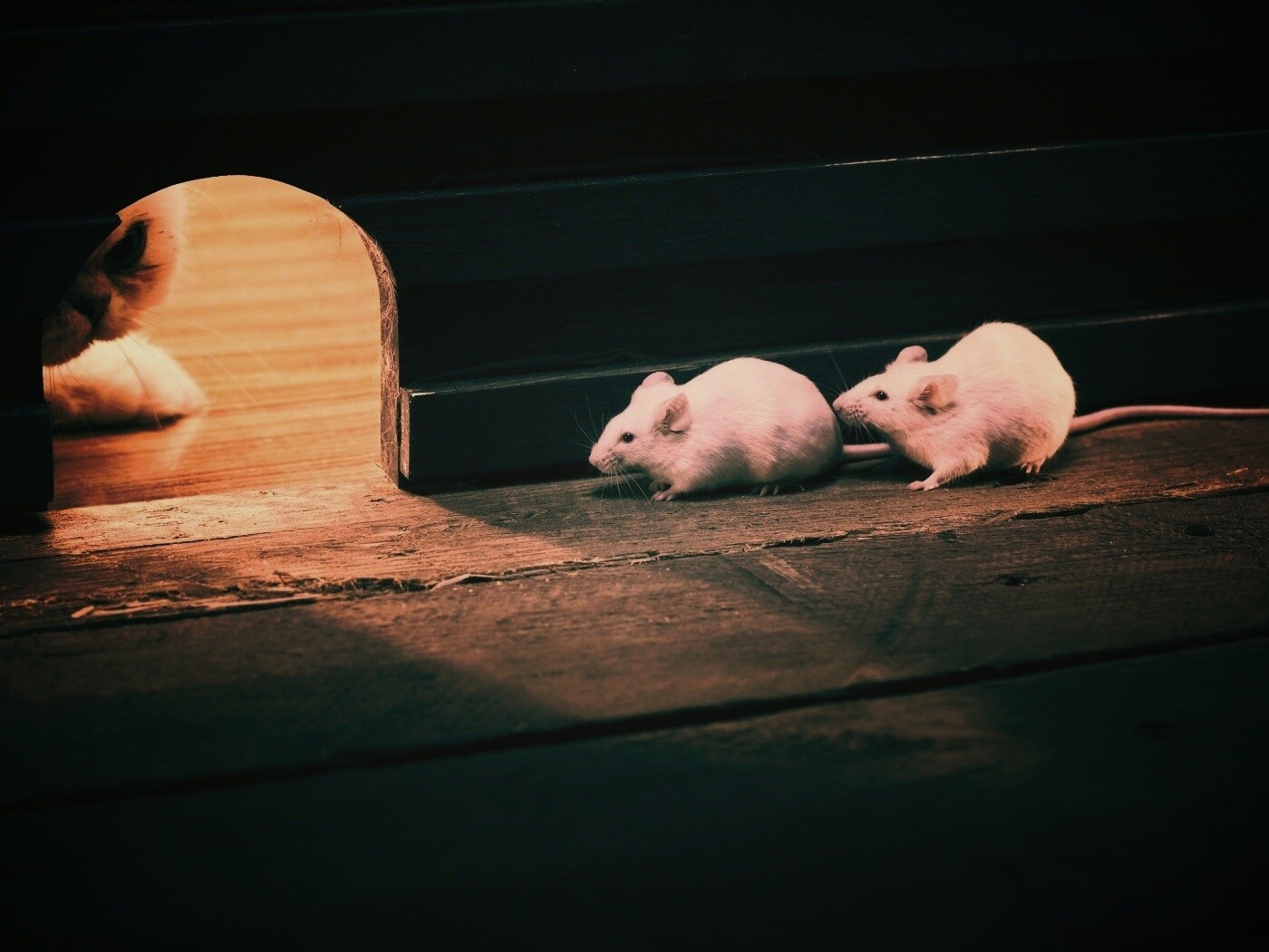 Кошки - мышки обои