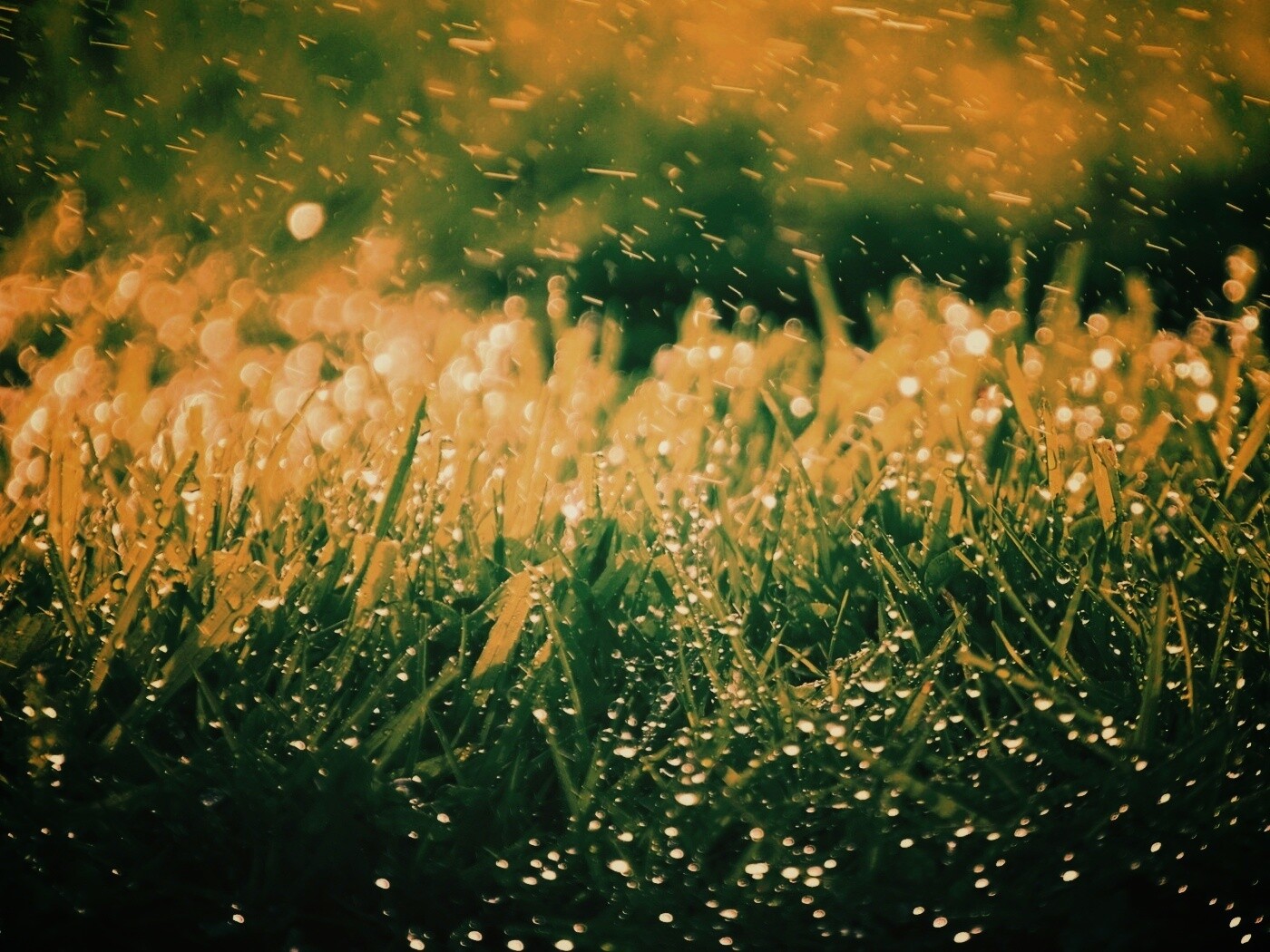 Роса на траве обои