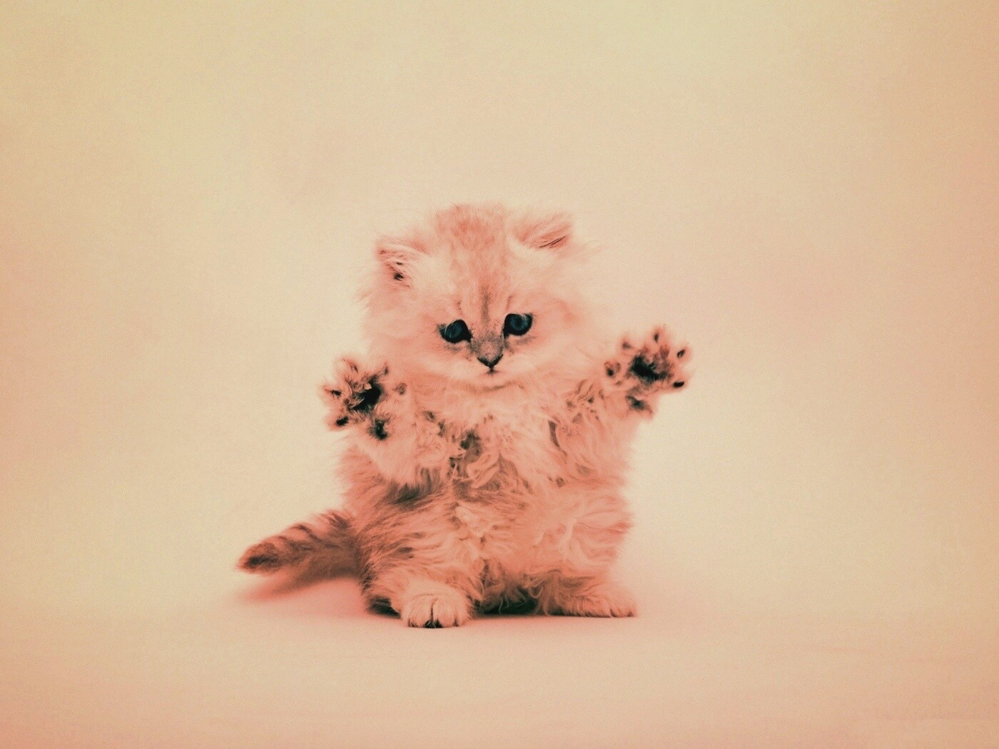 Милый котенок обои