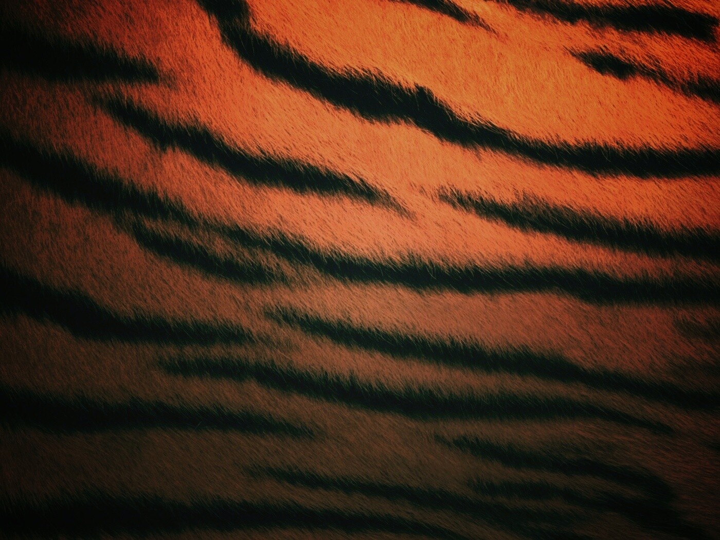 Шкура тигра обои