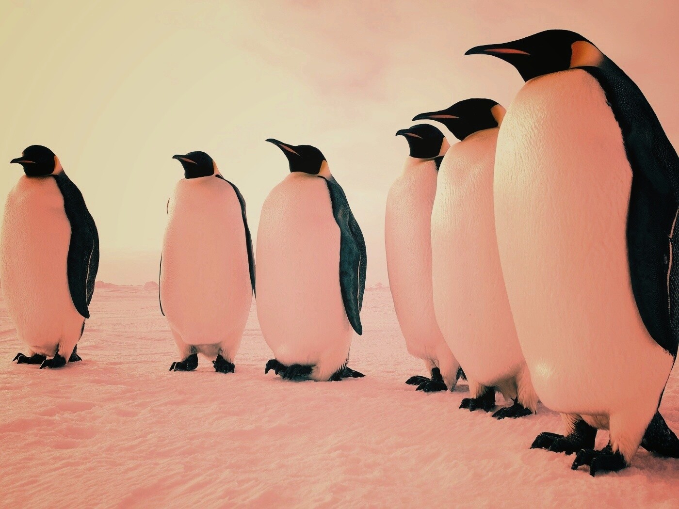 Слет пингвинов обои