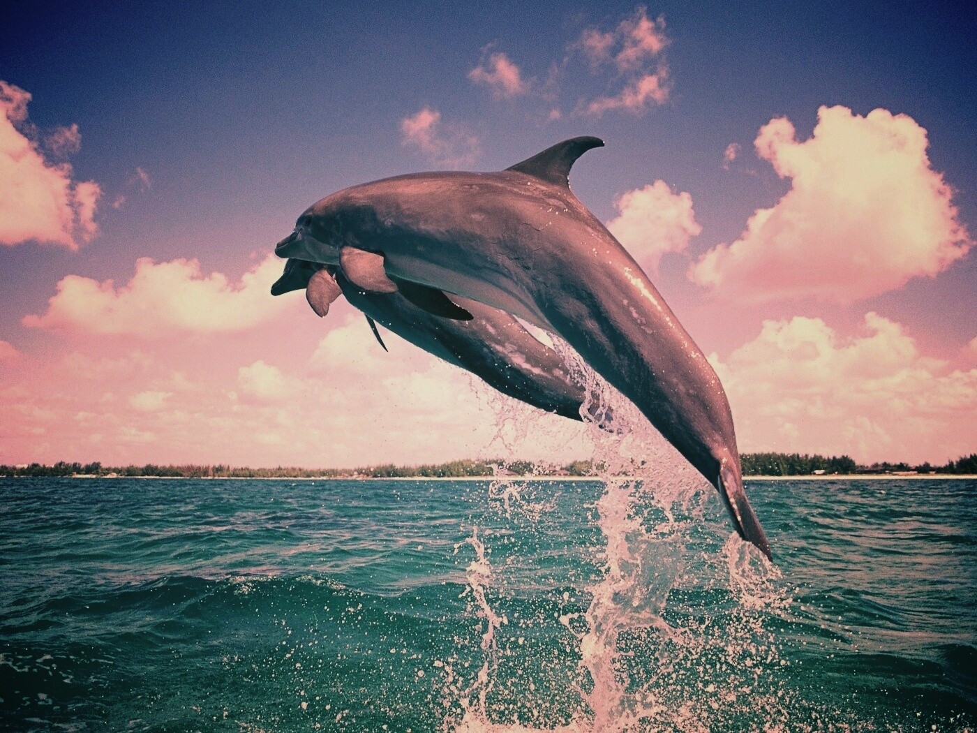 Дельфины обои