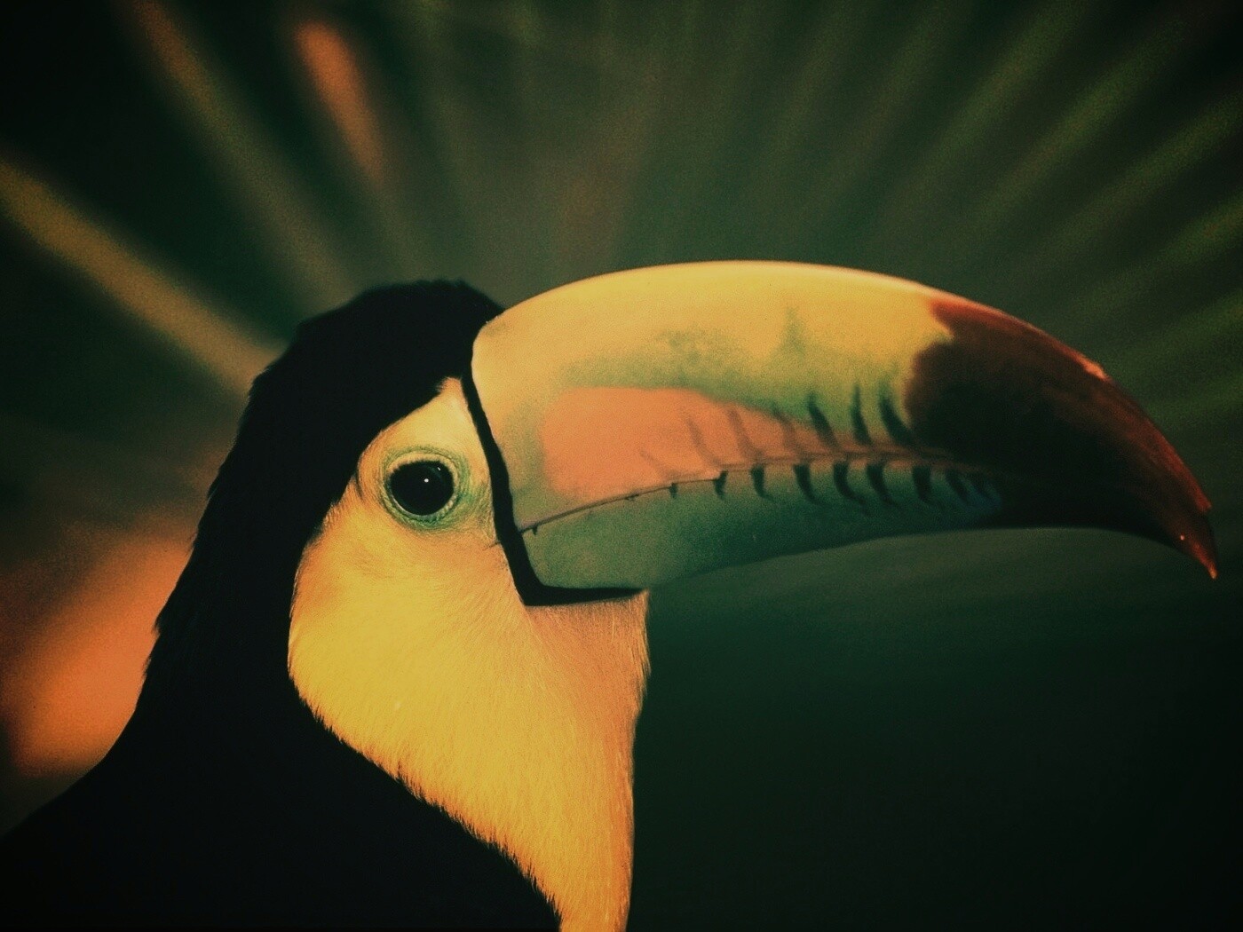Грустный желтогрудый тукан обои