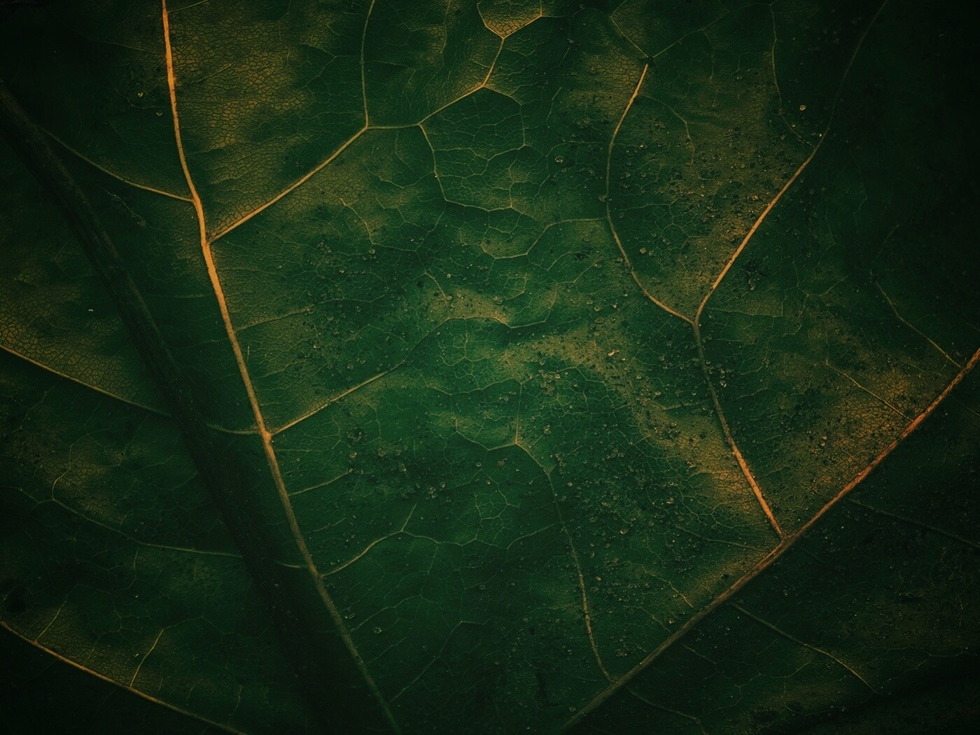 Макро зеленый лист обои