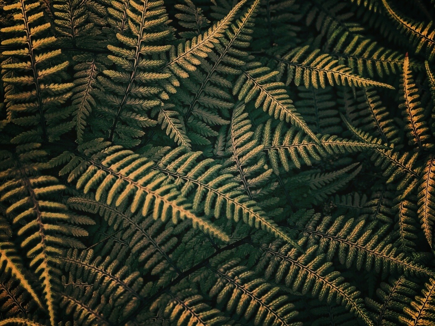 Папоротник обои