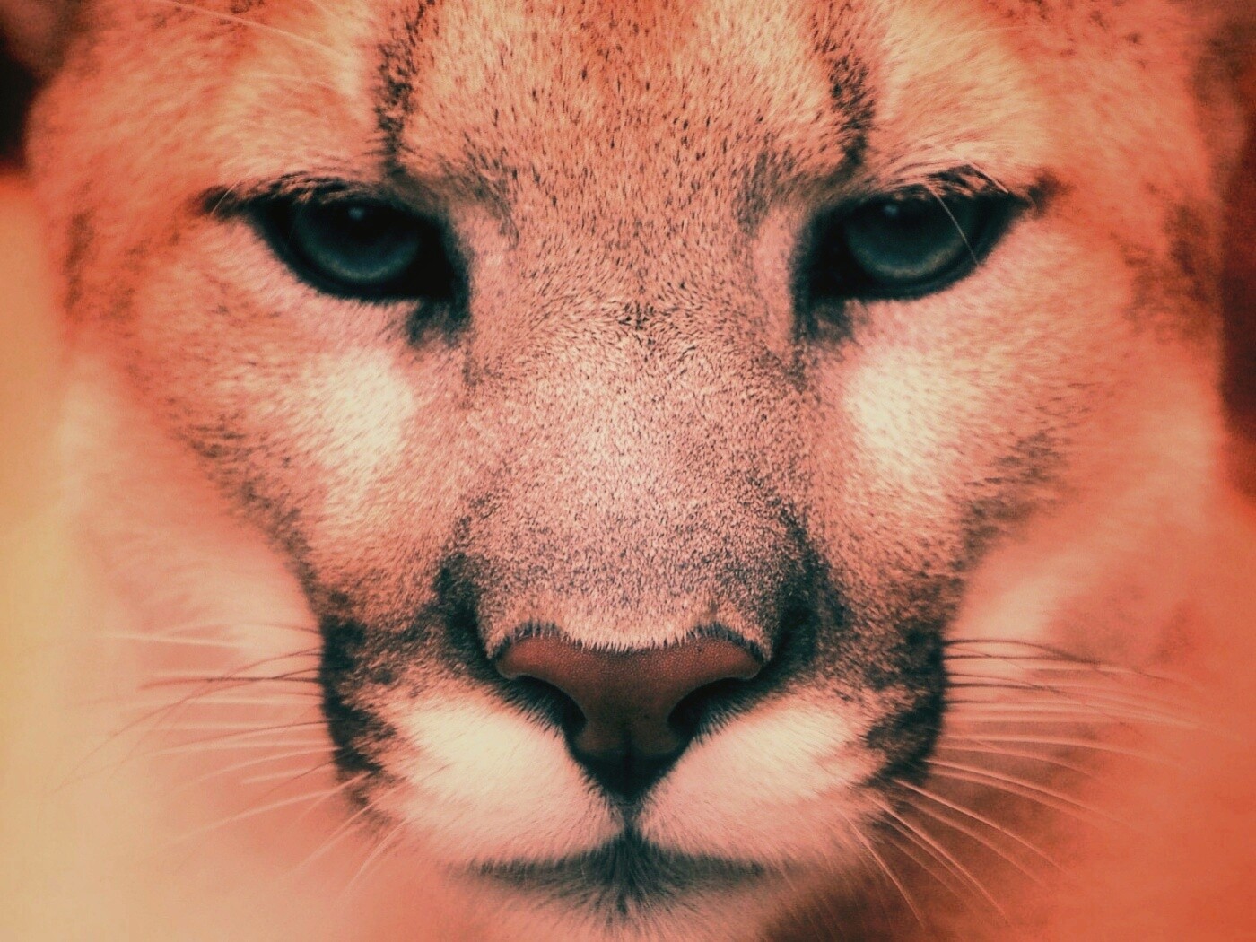 Взгляд большой кошки обои