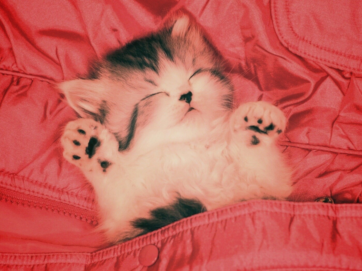 Котенок на розовой куртке обои