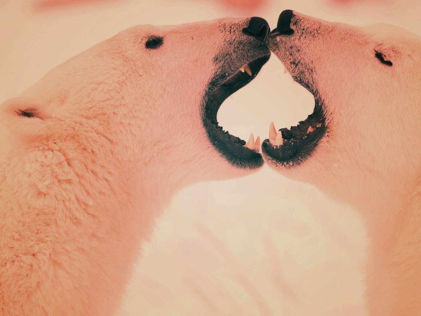 Полярные медведи обои