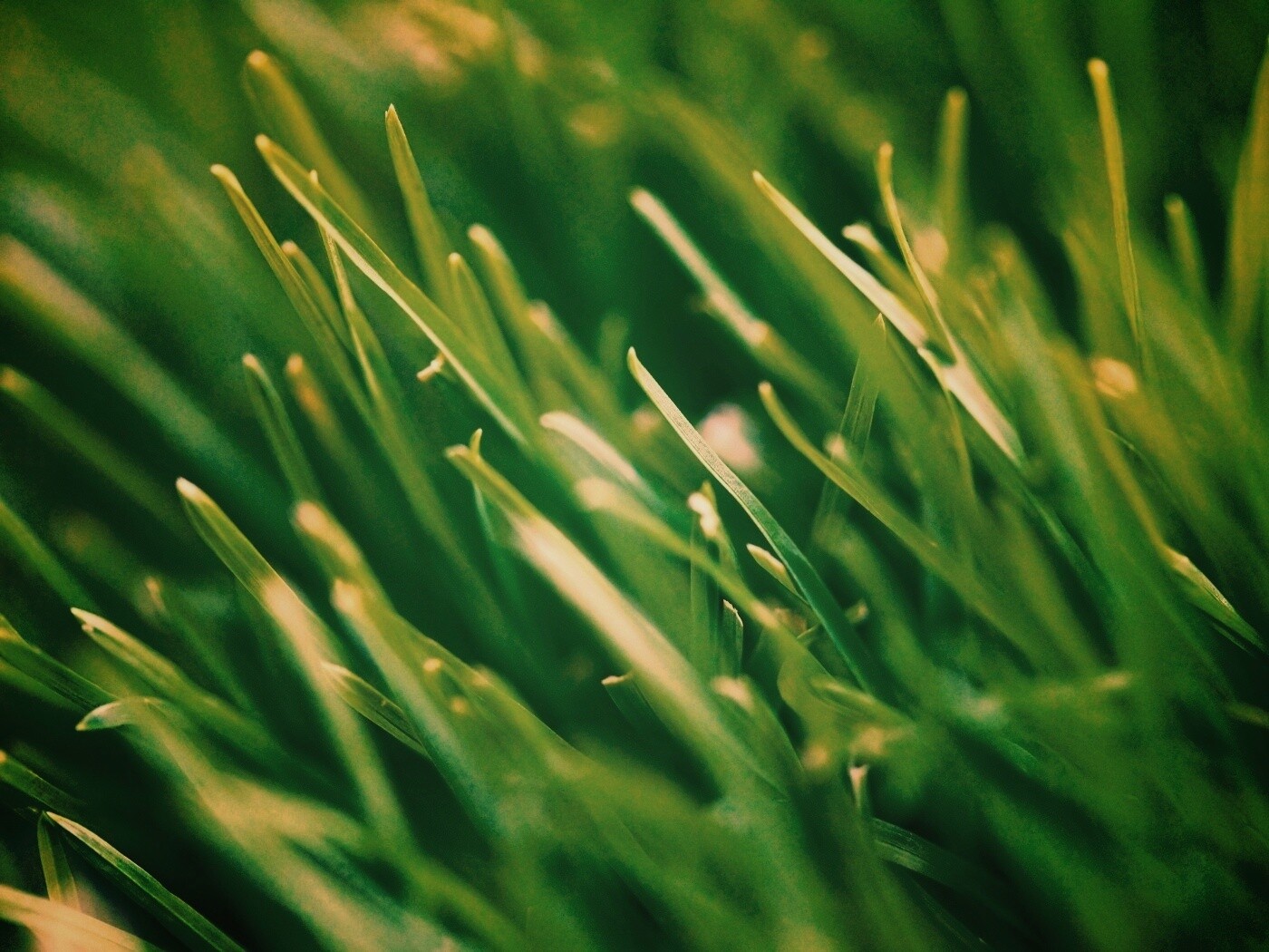 Зеленая свежая трава обои