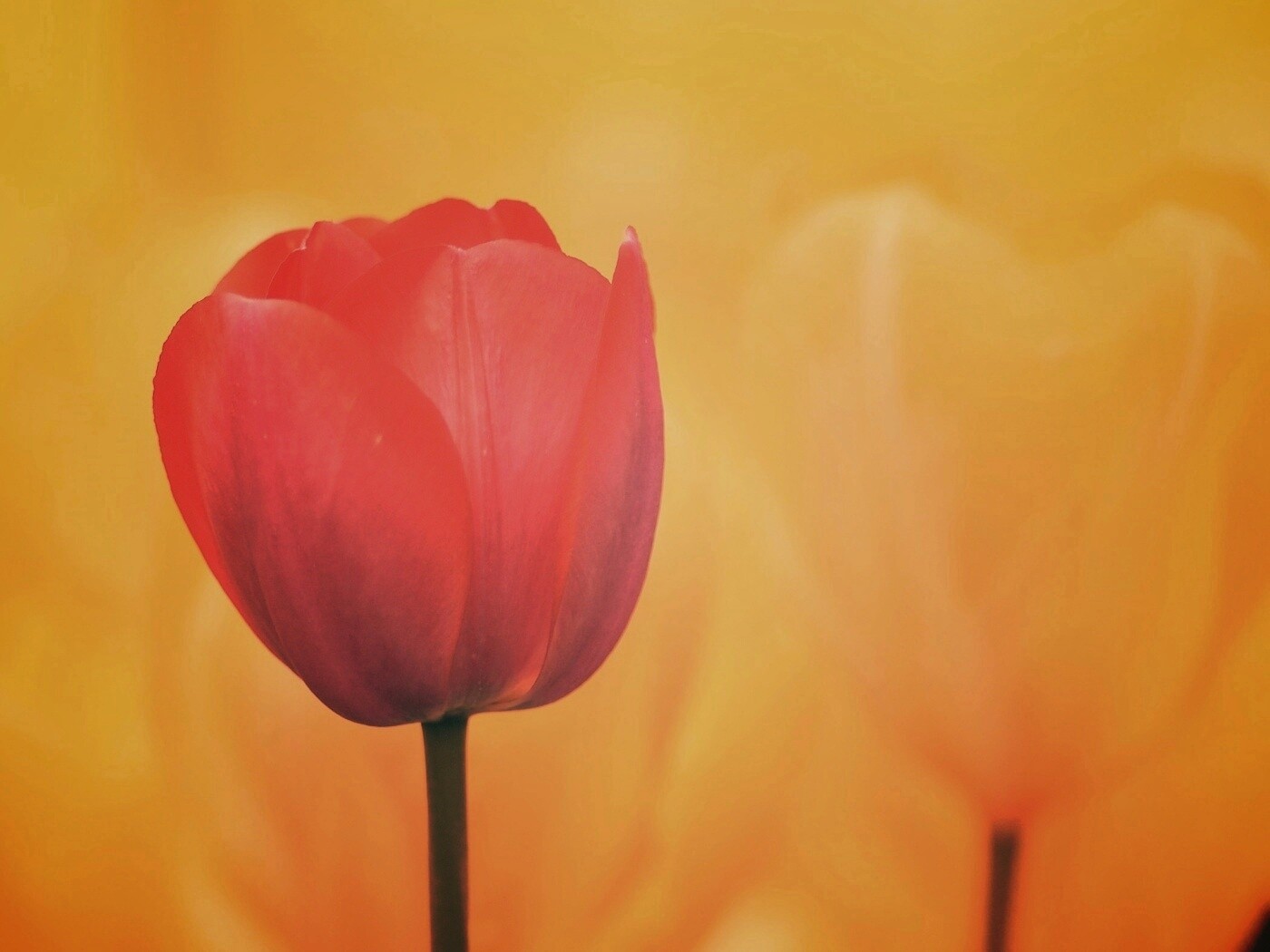 Красный тюльпан обои