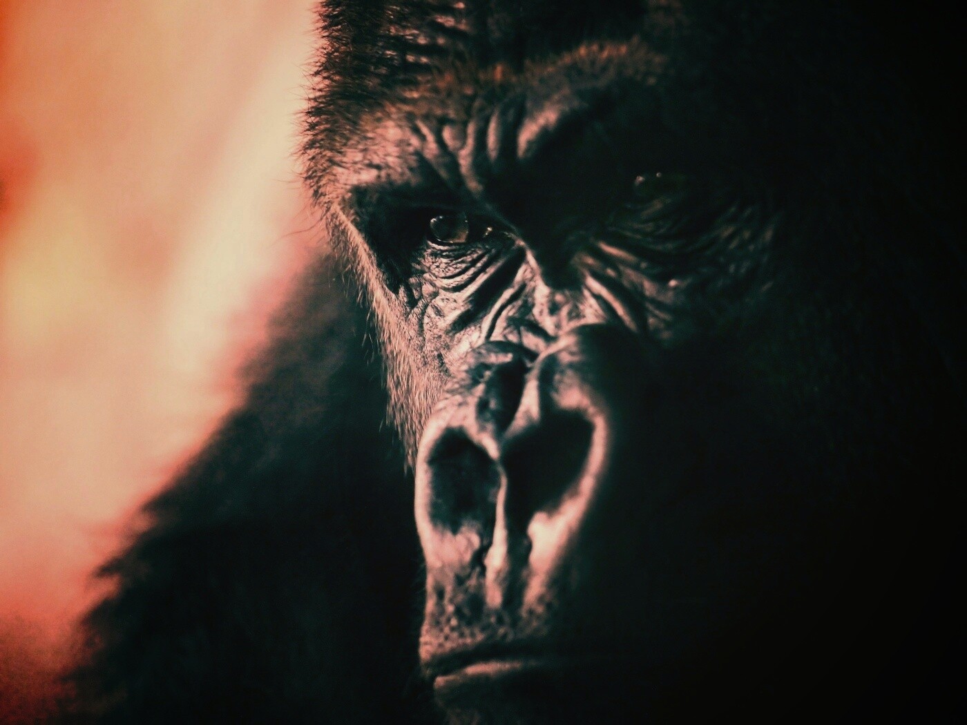 Фото орангутанга обои