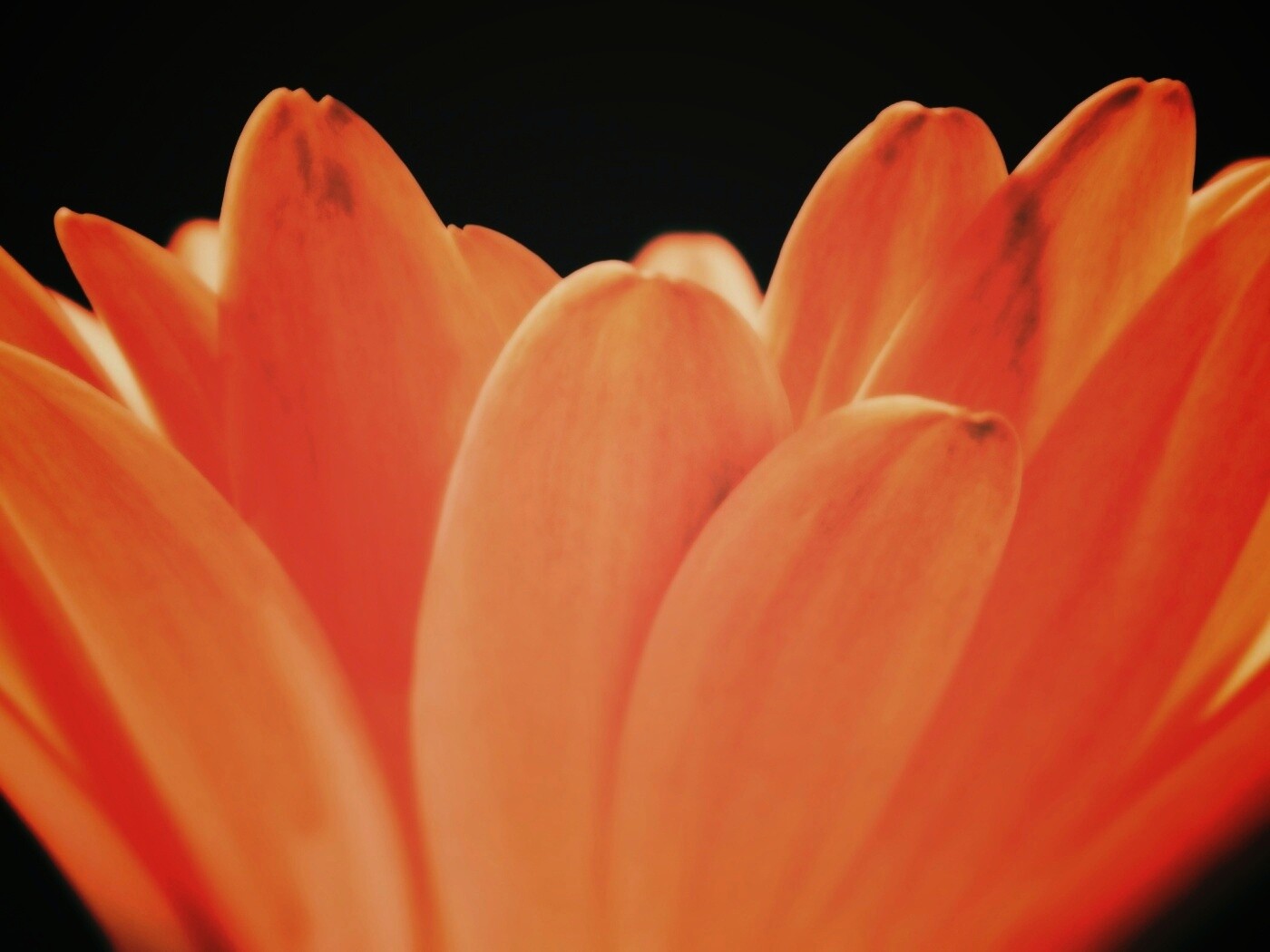 Цветочные лепестки обои