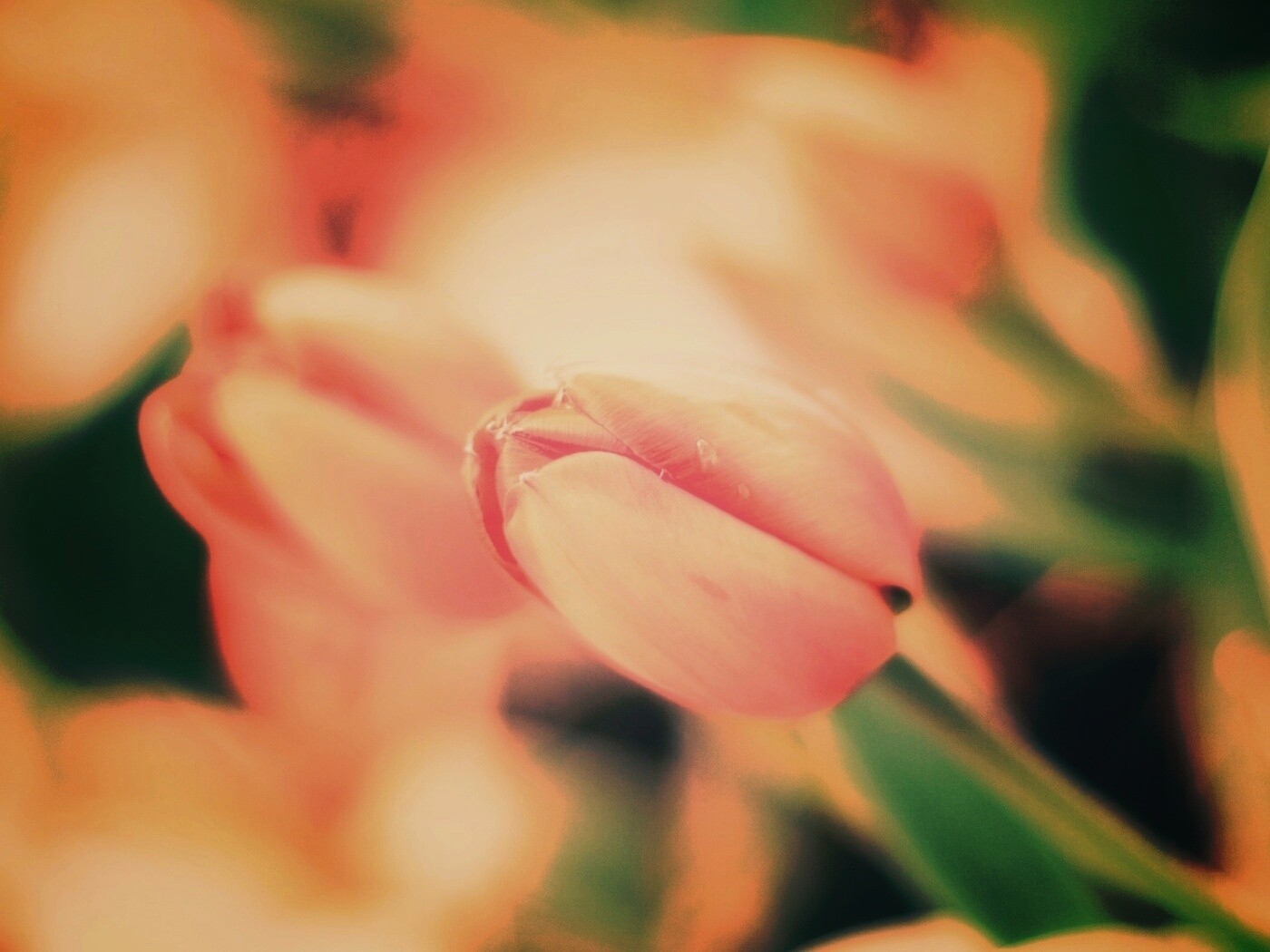 Красивый тюльпан обои