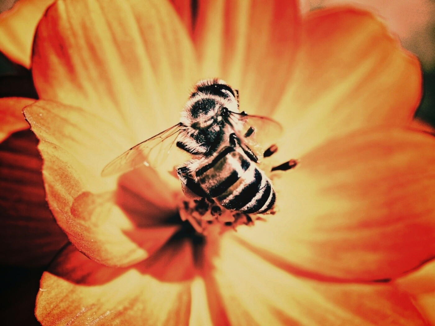 Пчела на цветке обои