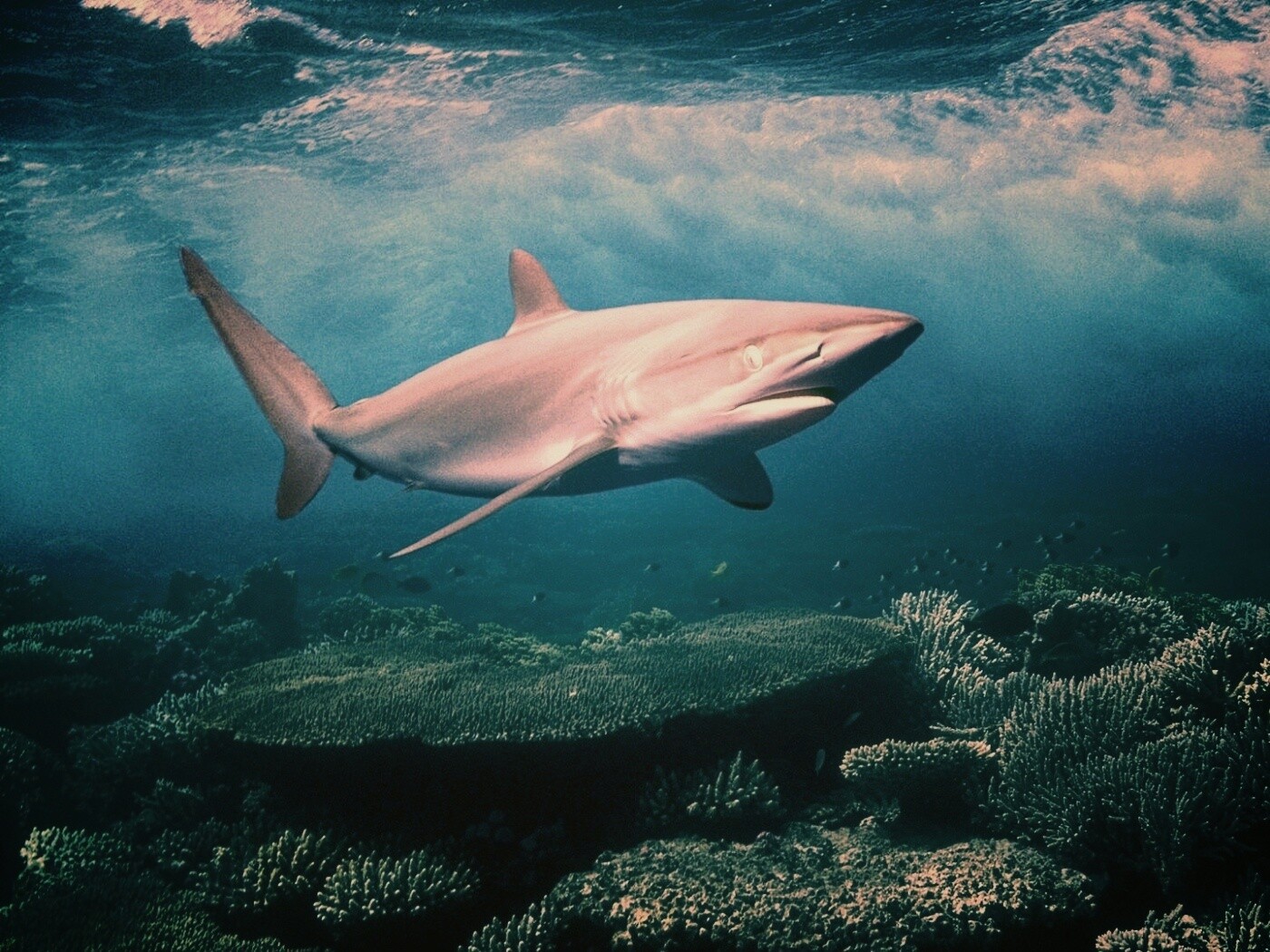 Акула в море обои