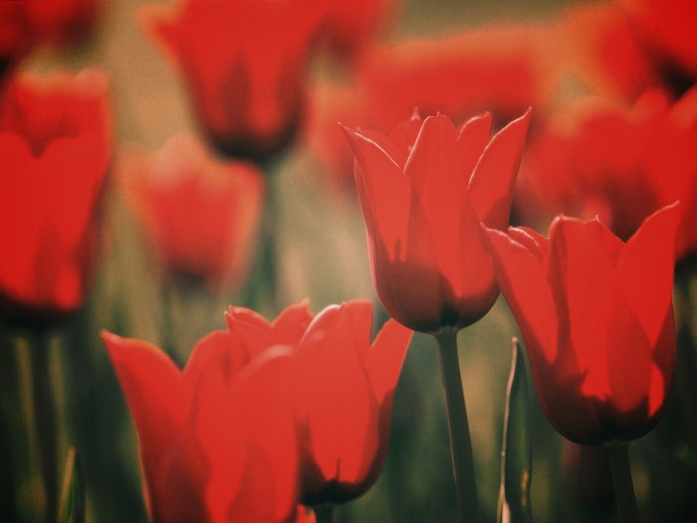 Красные цветы обои