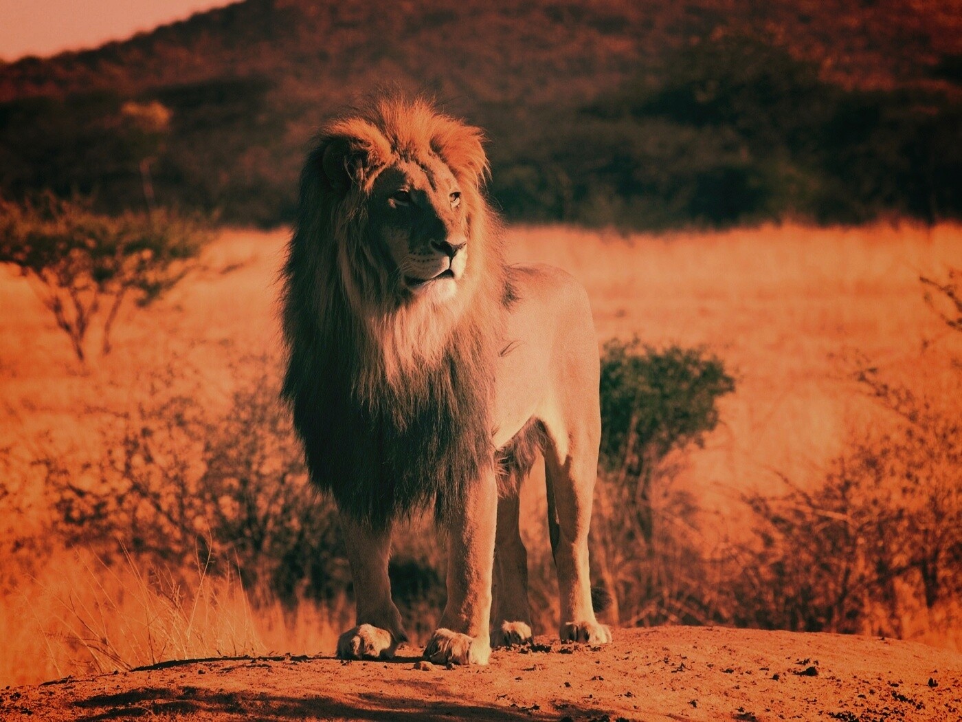 Царь зверей обои