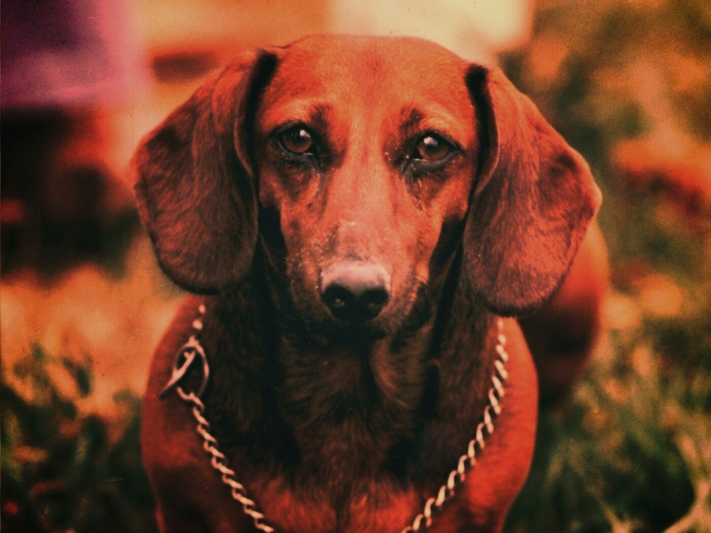 Рыжая такса обои