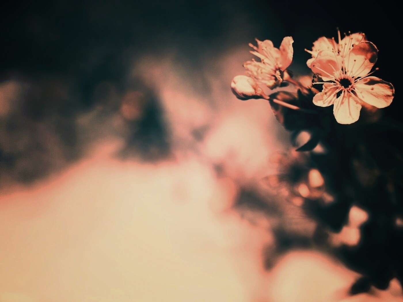 Цветок вишни обои