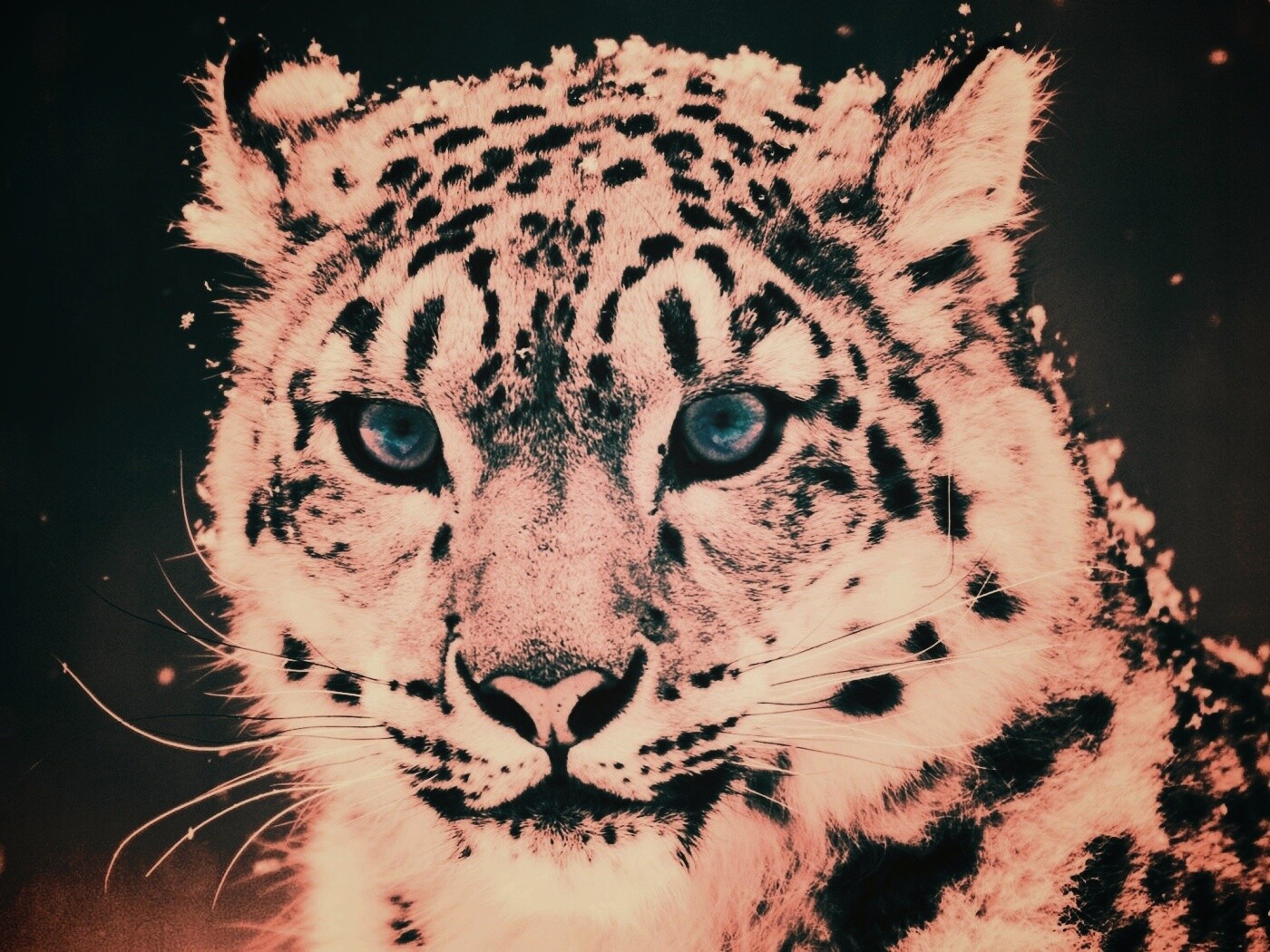 Снежный барс обои