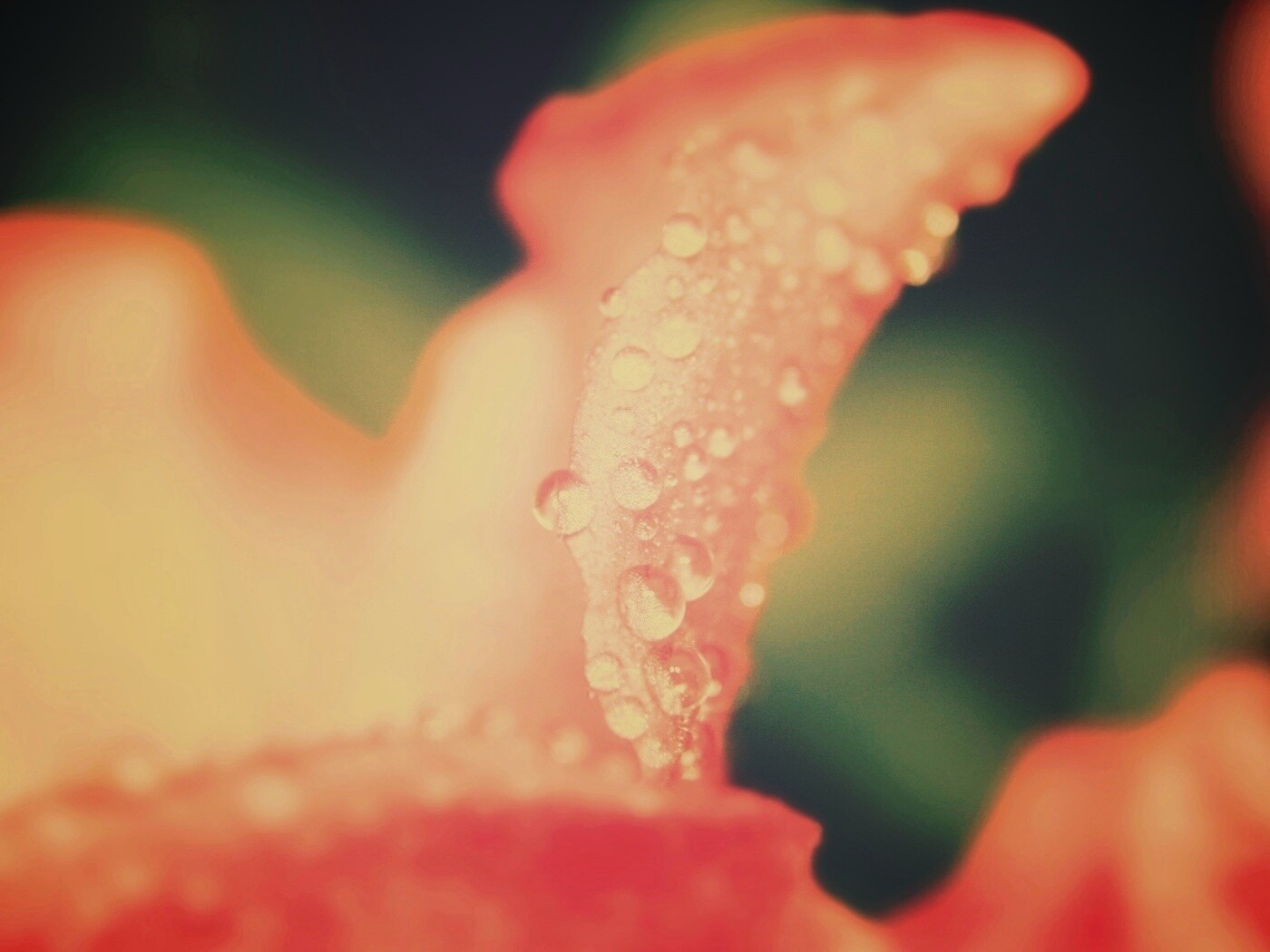 Капли росы на лепестке обои