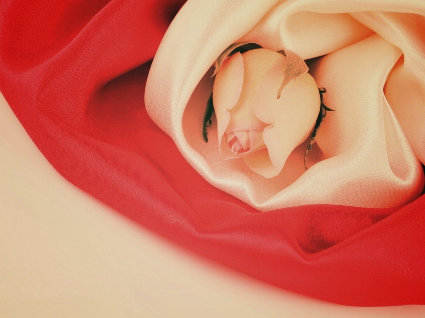 Нераспустившийся цветок розы в шелке обои