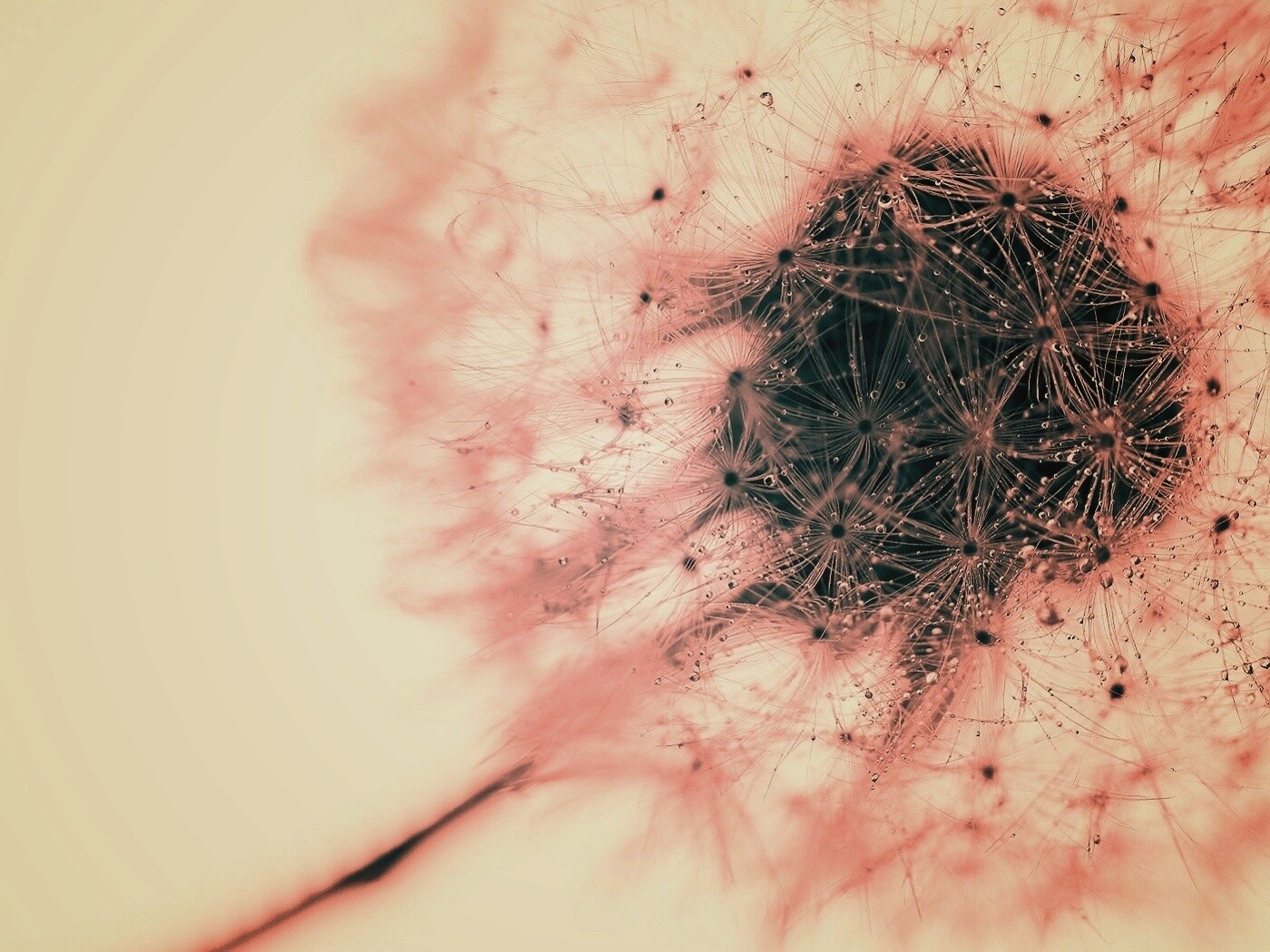 Одуванчик  обои