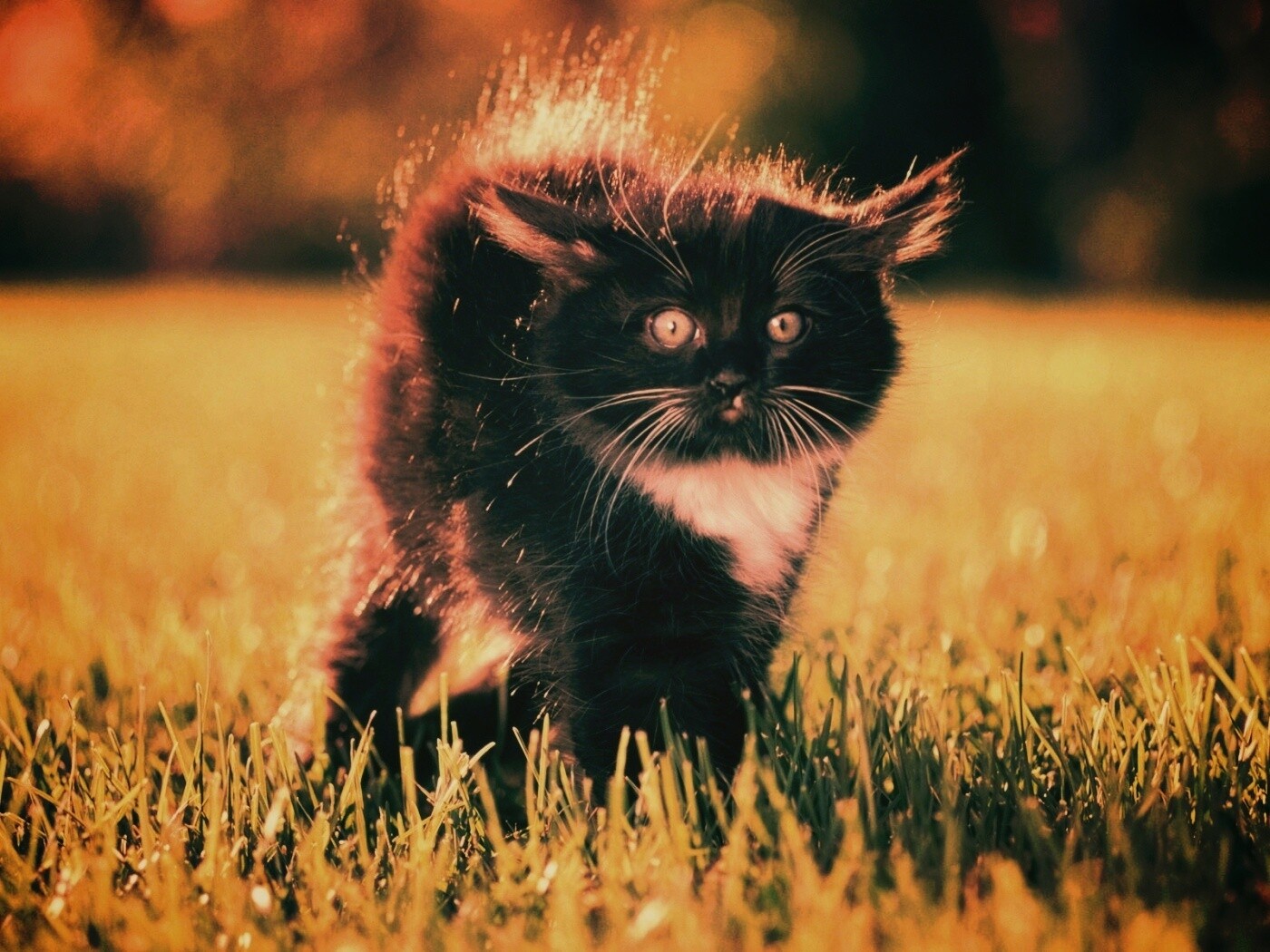 Кот воитель обои