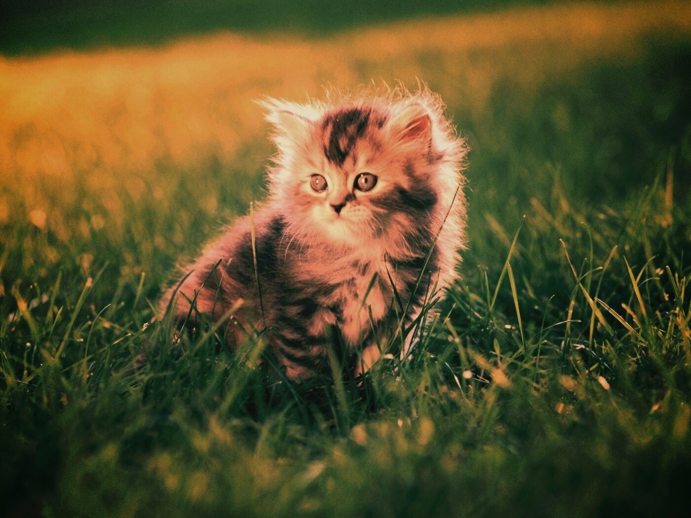 Пушистый котенок в траве обои