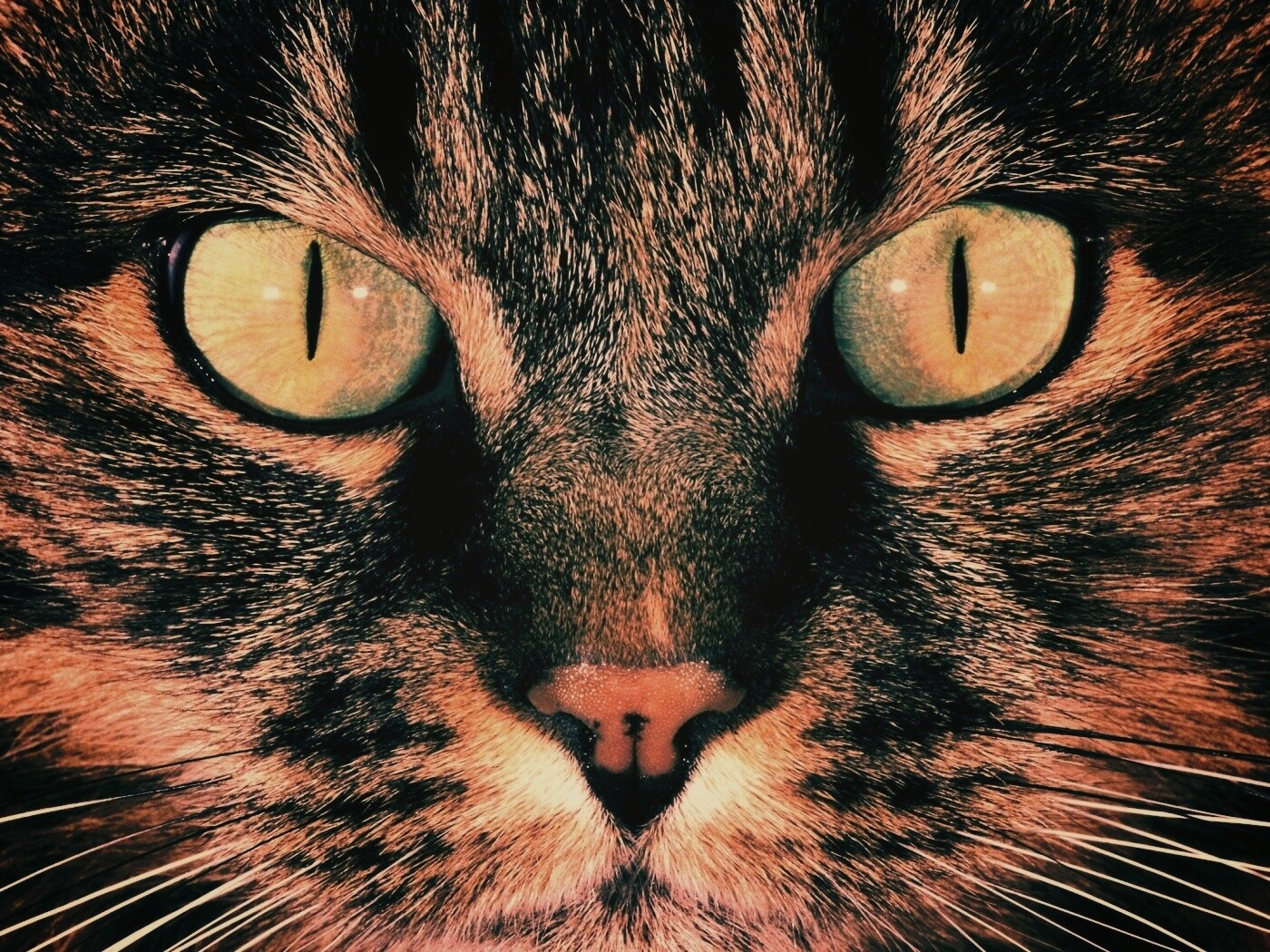 Кошачья морда обои