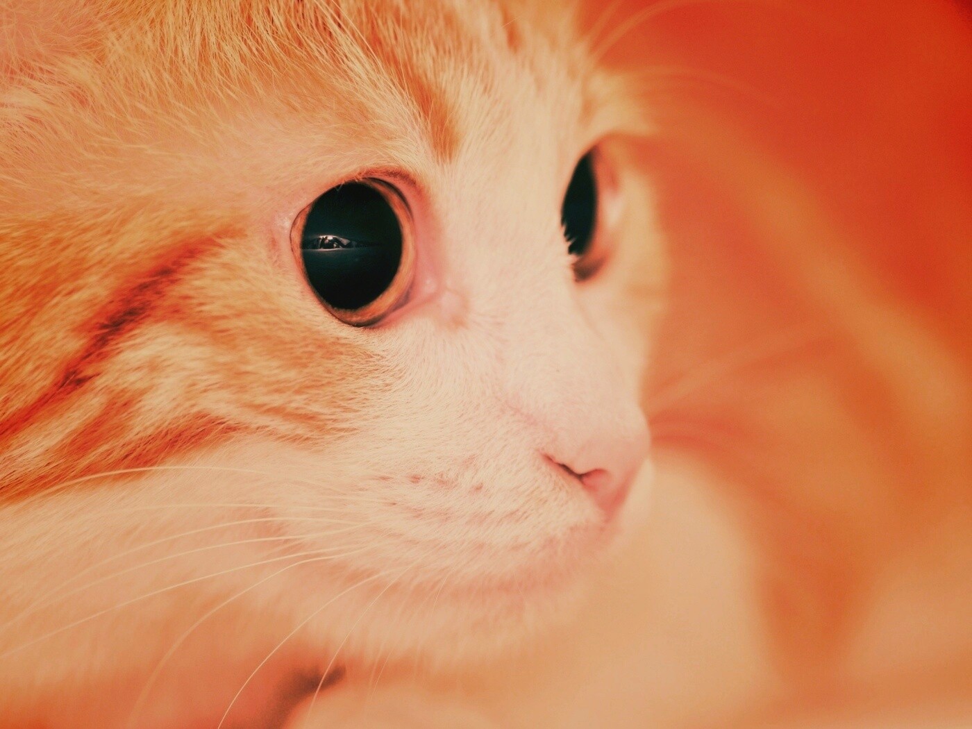 Кот с большими глазами обои