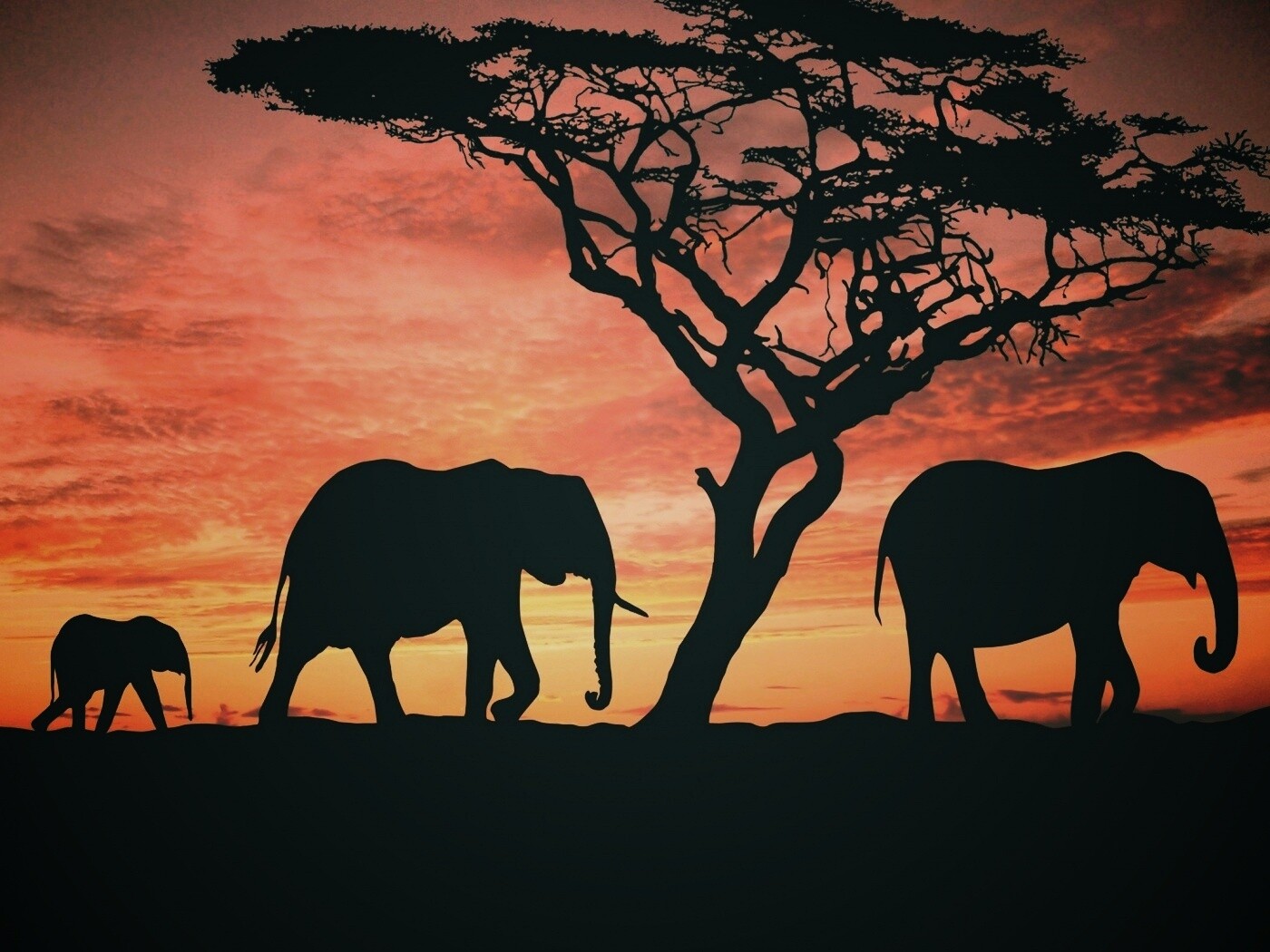 Силуэты слонов обои