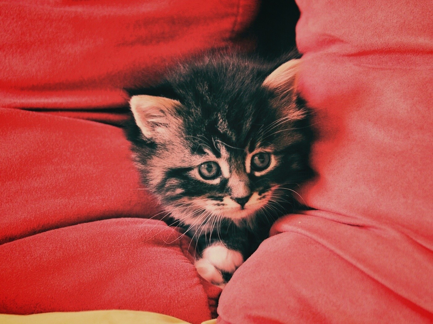 Котенок в подушках обои