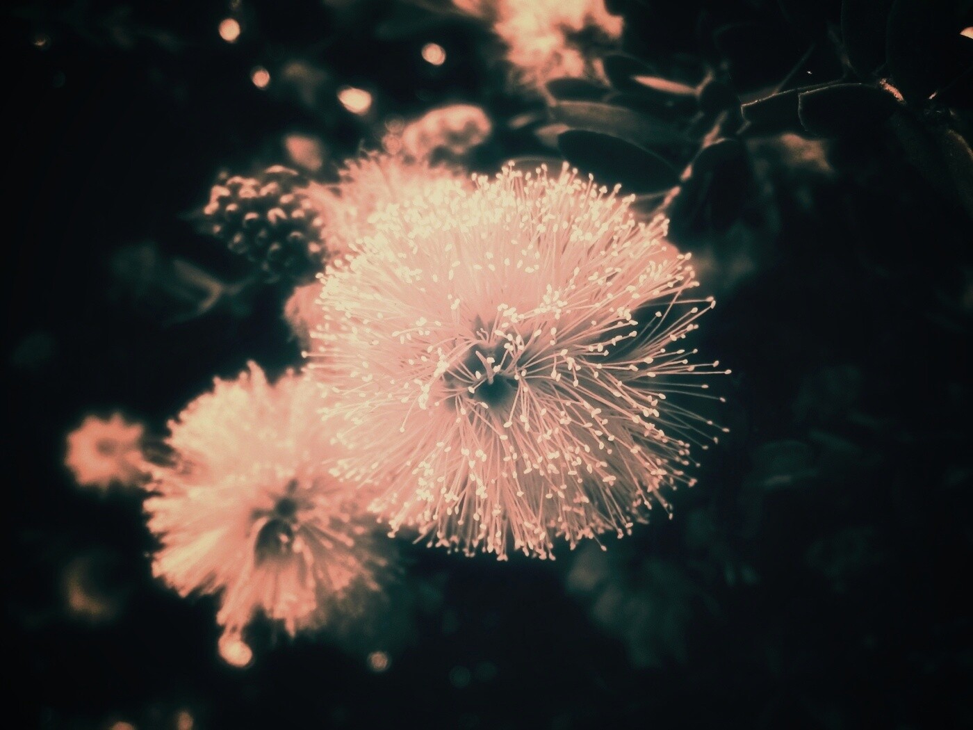 Сказочный цветок обои