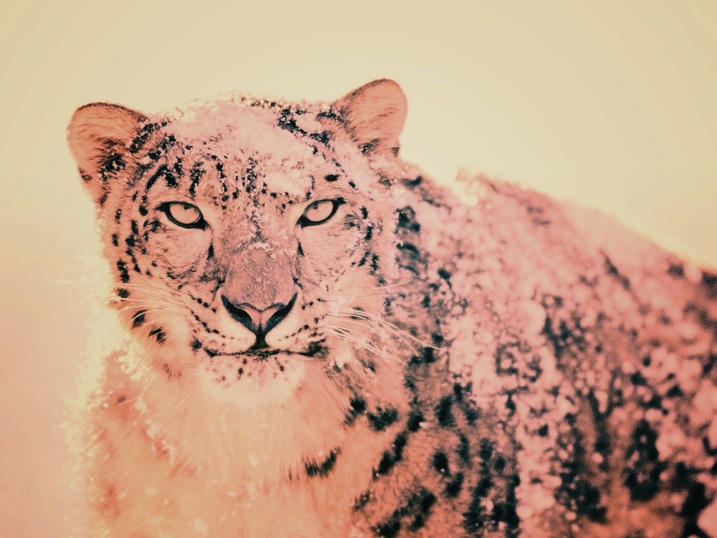 Снежный леопард обои