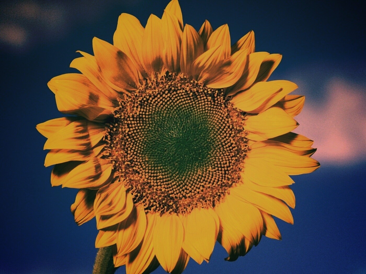 Солнечный цветок обои