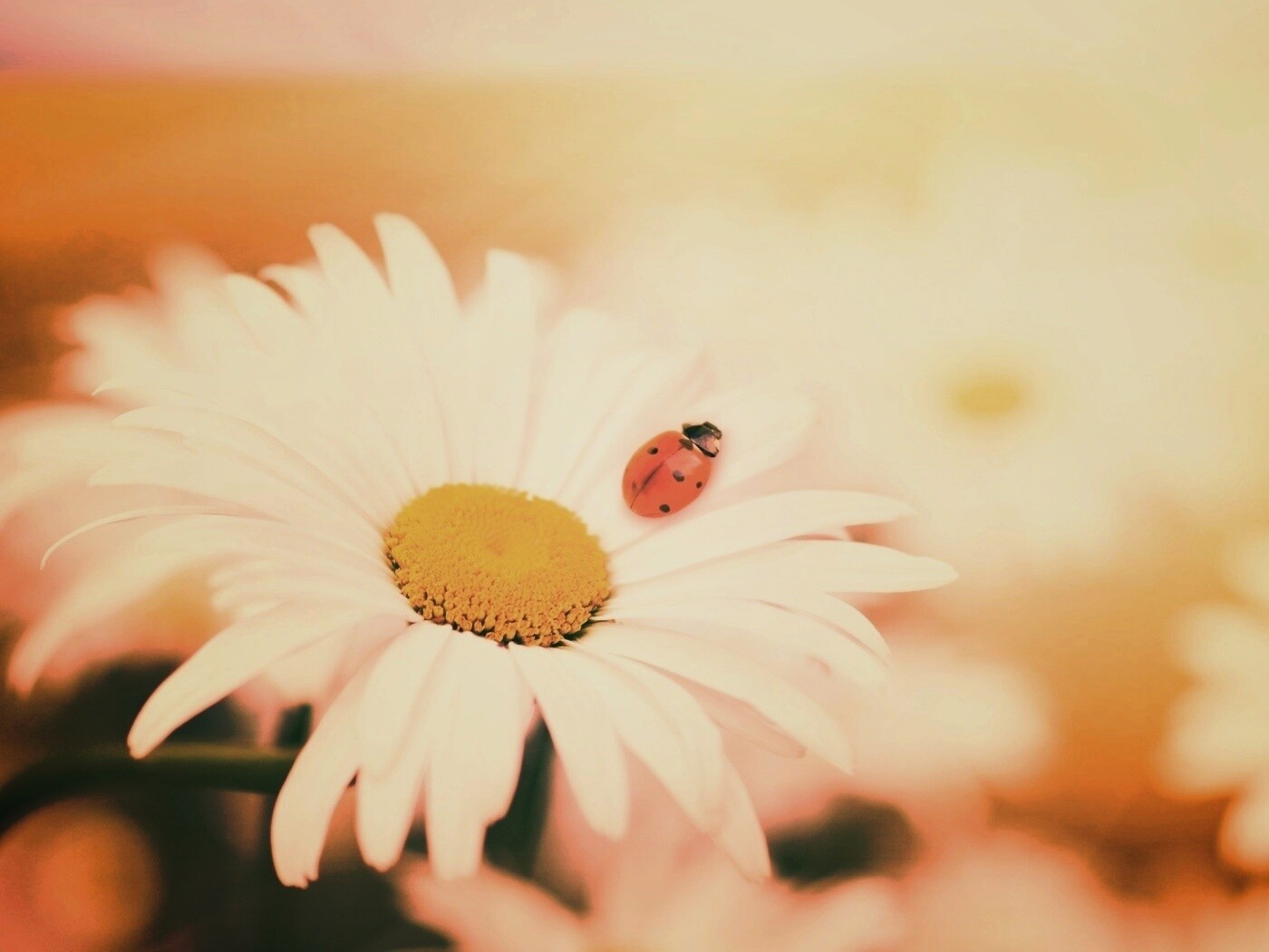 Божья коровка обои