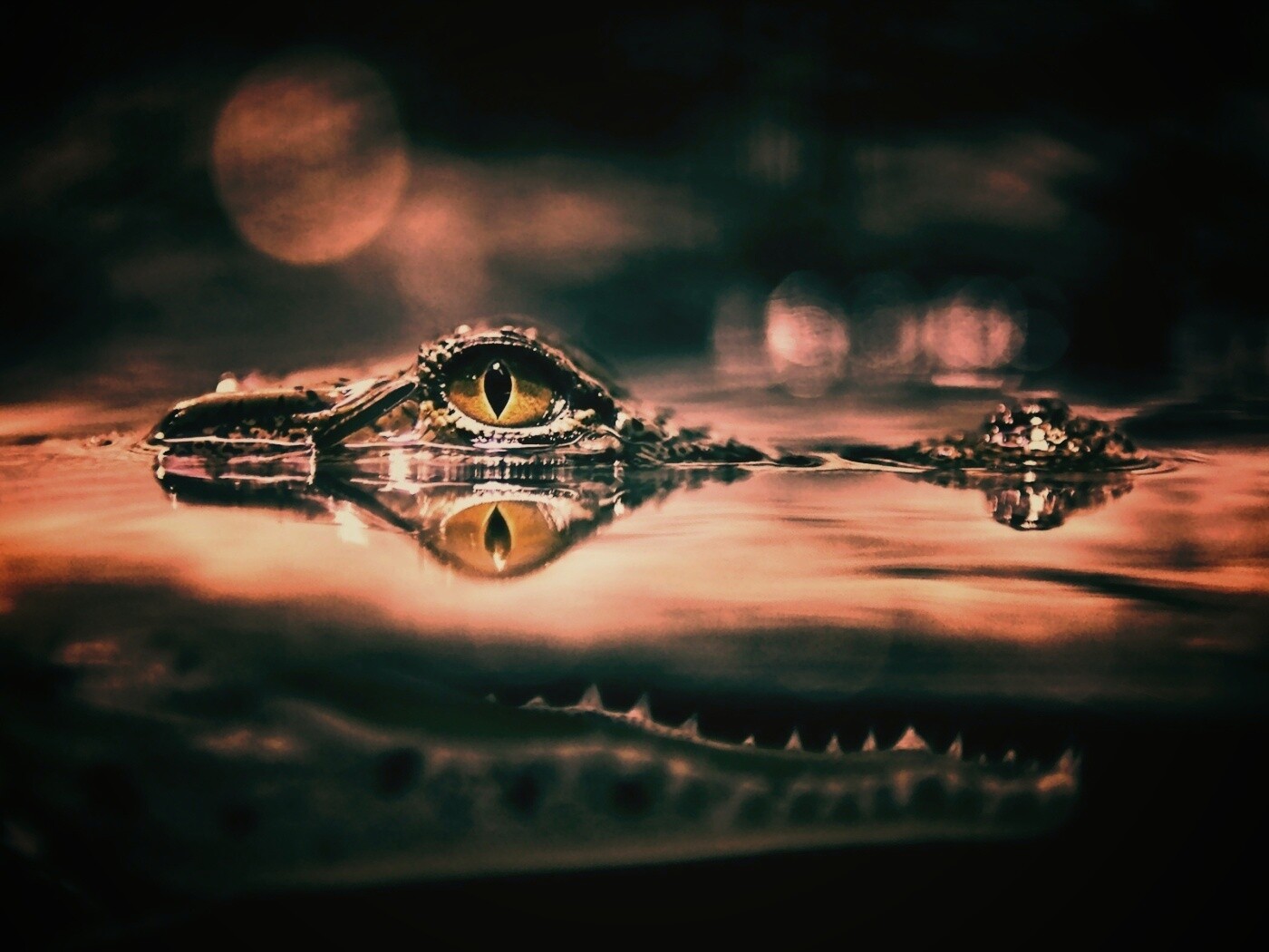 Глаз крокодила обои