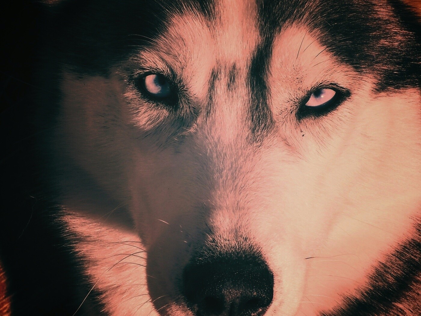 Собака с голубыми глазами обои