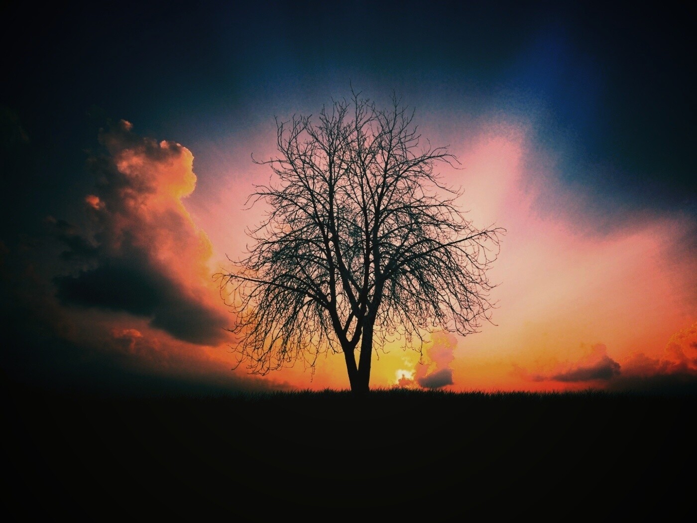 Дерево на закате обои