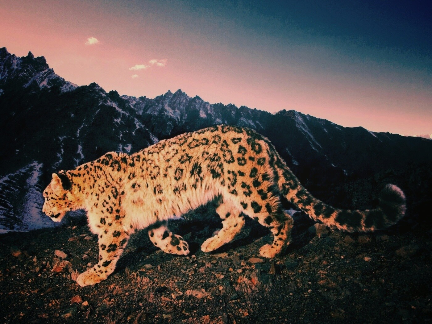 Леопард обои