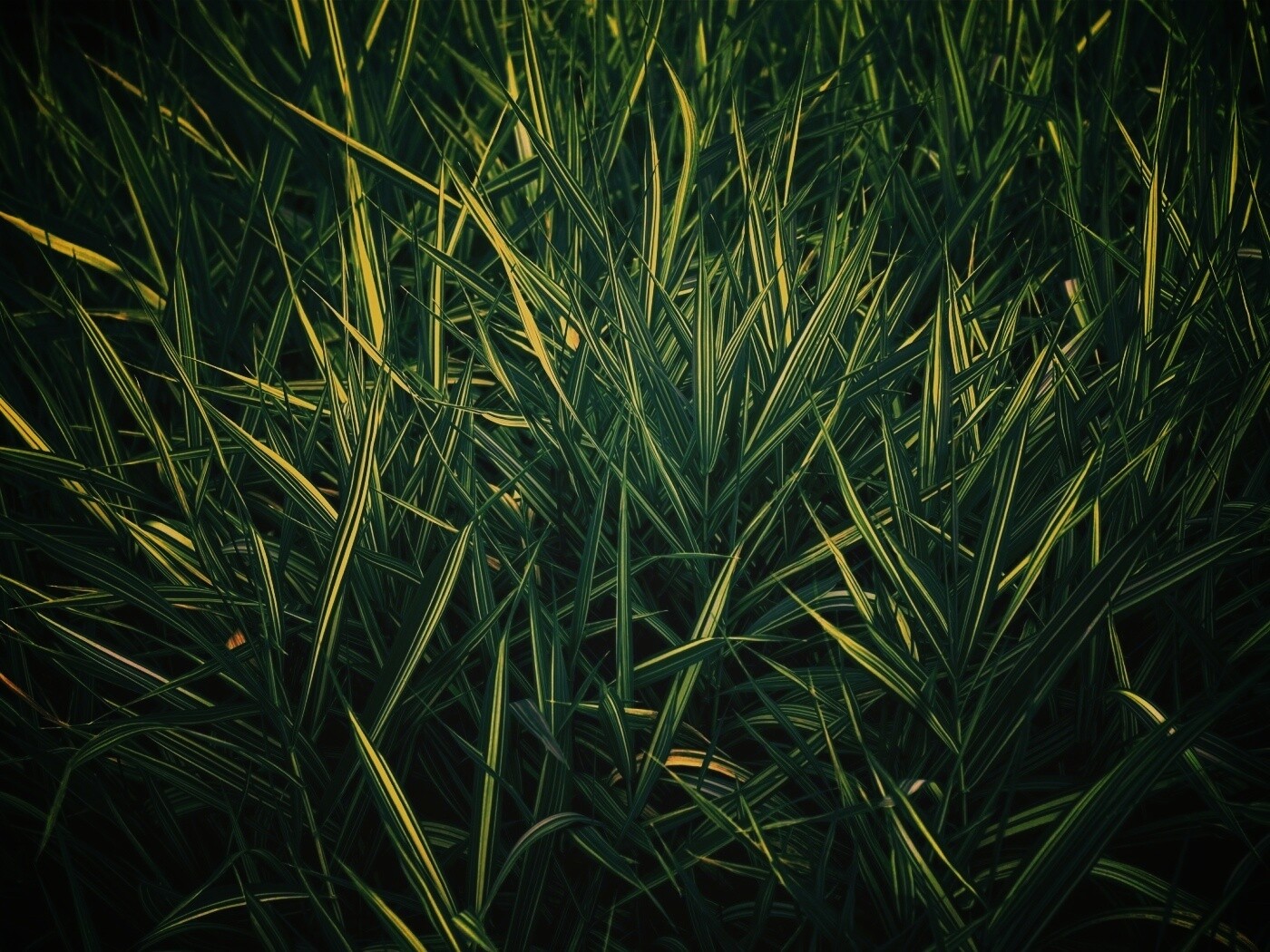 Дикая трава обои