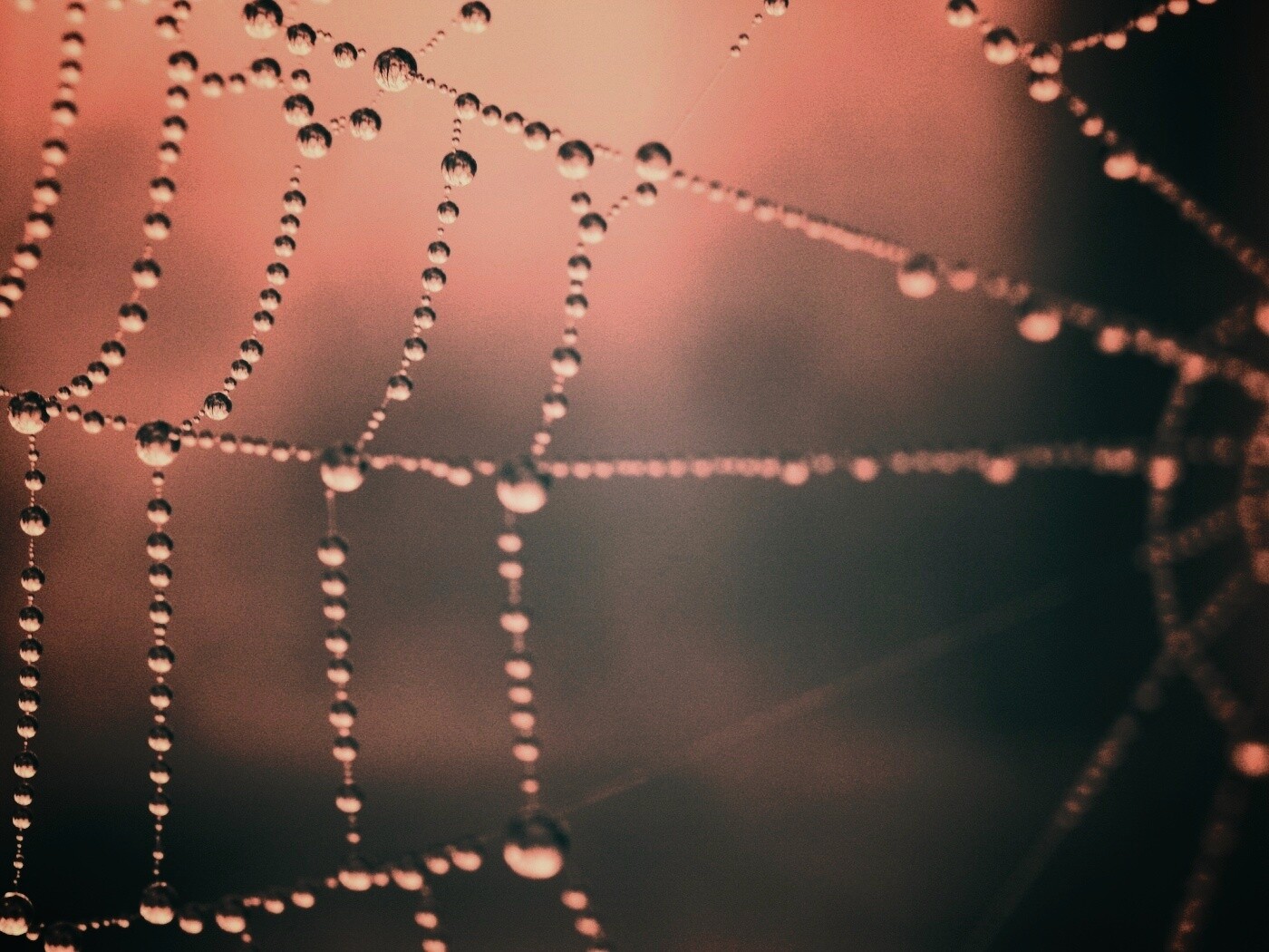 Капли на паутине обои