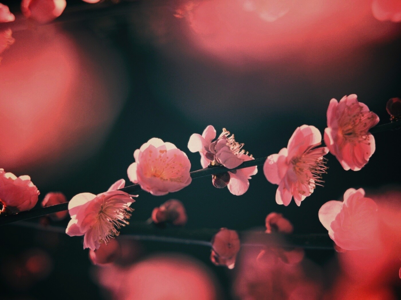 Цветущая вишня обои