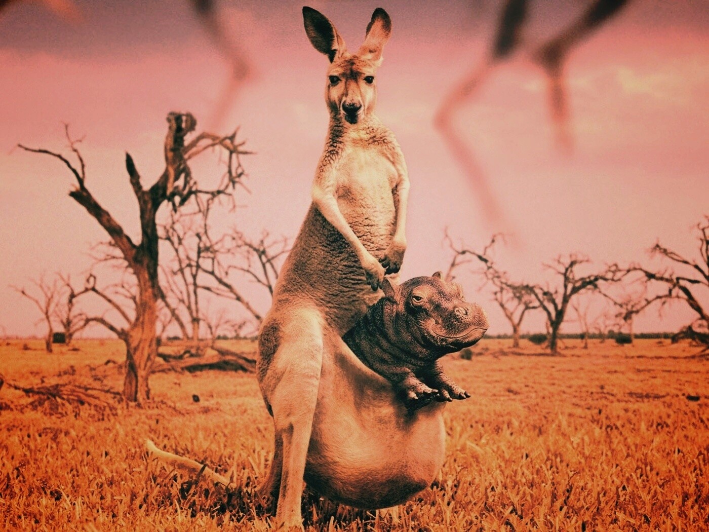 Кенгуру с бегемотом в сумке обои