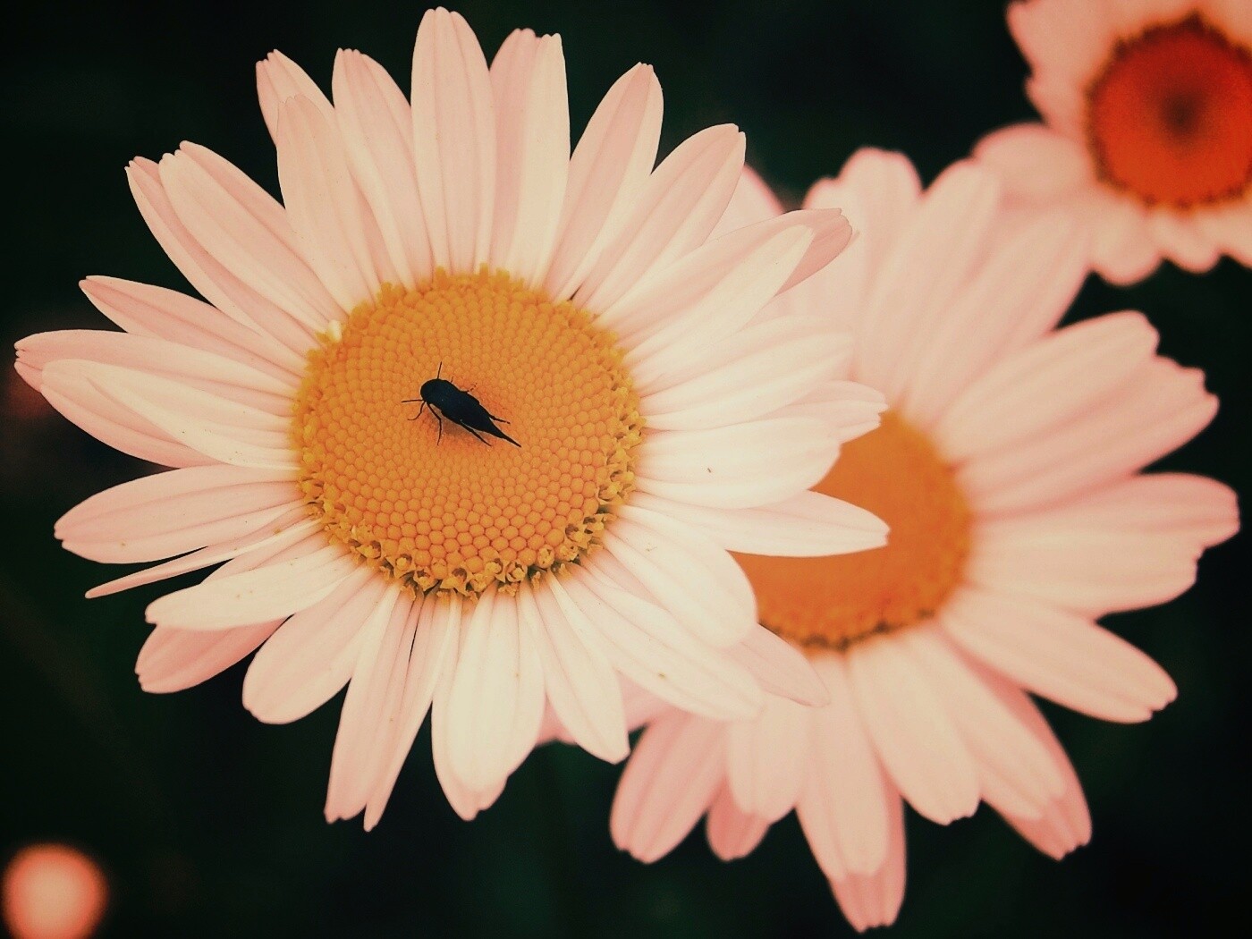 Ромашки обои