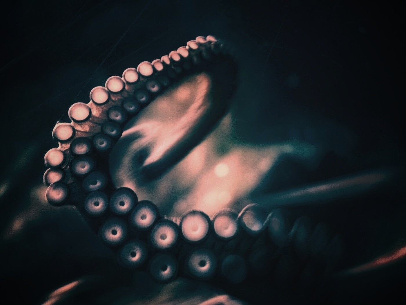 Щупальце обои