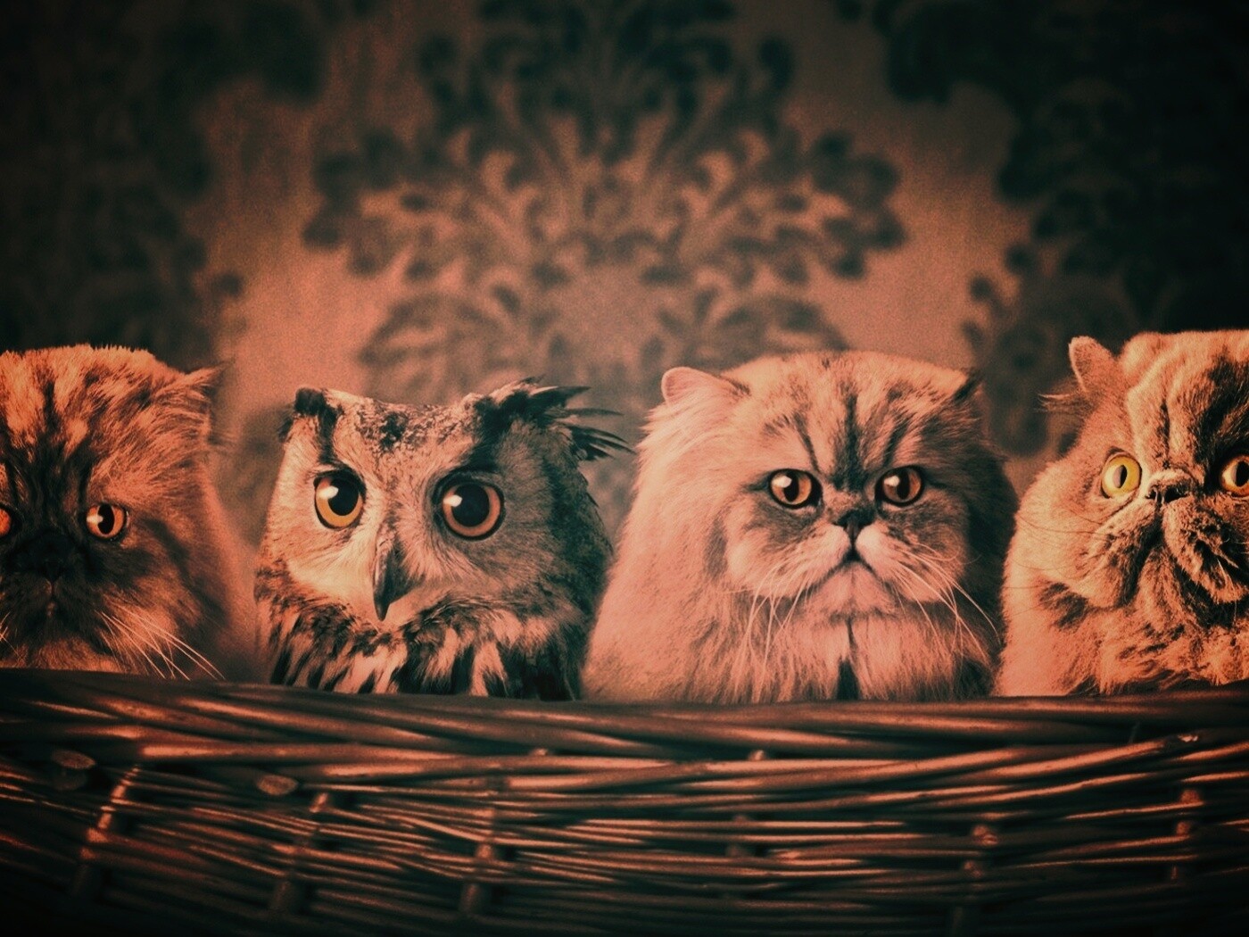 Чужой среди своих обои