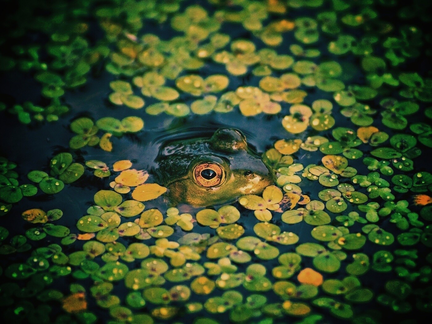 Маленькая лягушка обои